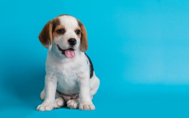 Descubra como adotar um pet de forma simples